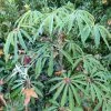 Schefflera Taiwaniana -Promesse Fleurs Boutique 1