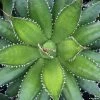 Agave Horrida -Promesse Fleurs Boutique AGAVE horrida IF 18988 1
