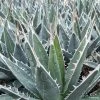 Agave Kerchovei -Promesse Fleurs Boutique AGAVE kerchovei IF 18989 1