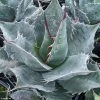 Agave Parrasana - Agave Chou 2 Agave Parrasana - Agave Chou -Promesse Fleurs Boutique AGAVE parrasana IF 18990 1