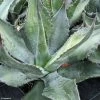 Agave Salmiana - Agave De Salm 1 Agave Salmiana - Agave De Salm -Promesse Fleurs Boutique AGAVE salmiana IF 189910 1