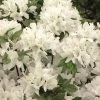 Azalée Du Japon Schneewittchen - Rhododendron Hybride