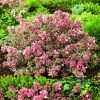 Abelia Magic Daydream 1 Abelia Magic Daydream -Promesse Fleurs Boutique Abelia Magic Daydream 85048 1 1