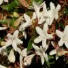 Abelia Grandiflora Sherwood 1 Abelia Grandiflora Sherwood -Promesse Fleurs Boutique Abelia grandiflora Sherwood 1000132 1