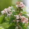 Abelia Mosanensis Sweet Emotion 2 Abelia Mosanensis Sweet Emotion -Promesse Fleurs Boutique Abelia mosanensis Sweet Emotion 87089 1