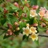 Abelia X Grandiflora Sunny Charm - Abélia à Grandes Fleurs. 2 Abelia X Grandiflora Sunny Charm - Abélia à Grandes Fleurs. -Promesse Fleurs Boutique Abelia x grandiflora Sunny Charm MINDUO1 82321 1
