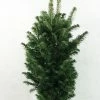 Abies Alba Pyramidalis - Sapin Blanc Nain 2 Abies Alba Pyramidalis - Sapin Blanc Nain -Promesse Fleurs Boutique Abies alba Pyramidalis 606002 1