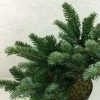 Abies Amabilis Spreading Star - Sapin Gracieux Nain -Promesse Fleurs Boutique Abies amabilis Spreading Star 607002 1
