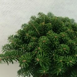 Sapin De Corée - Abies Koreana Tundra