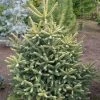 Sapin D'Espagne Doré - Abies Pinsapo Aurea 2 Sapin D'Espagne Doré - Abies Pinsapo Aurea -Promesse Fleurs Boutique Abies pinsapo Aurea 89183 1