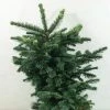 Sapin Noble - Abies Procera Bizarro