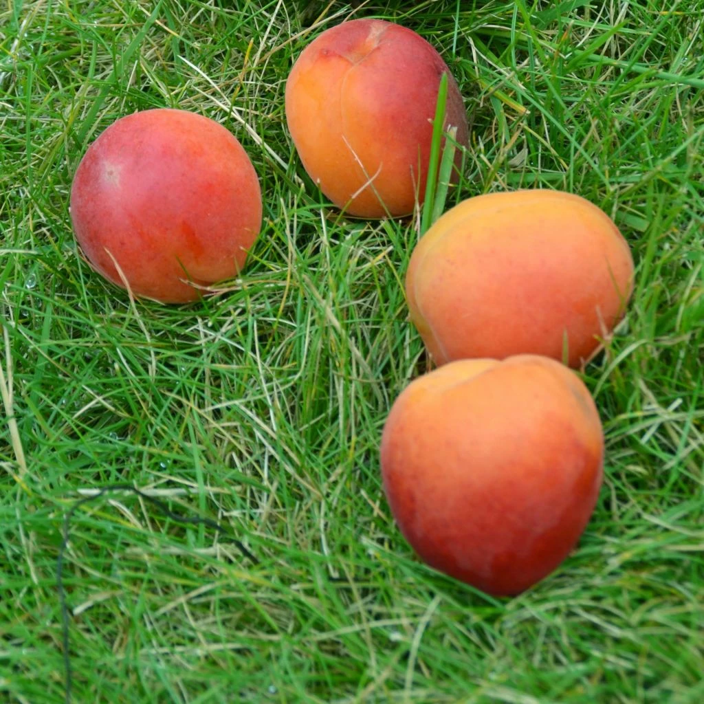 Abricotier Rouge Tardif Delbard - Georges Delbard 3 Abricotier Rouge Tardif Delbard - Georges Delbard