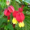 Abutilon Megapotamicum - Abutilon Du Grand Fleuve. 2 Abutilon Megapotamicum - Abutilon Du Grand Fleuve. -Promesse Fleurs Boutique Abulilon megapotamicum 83213 1