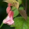 Abutilon Pink Charm -Promesse Fleurs Boutique Abutilon Pink Charm V 18700 1