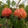 Abutilon Striatum Redvein -Promesse Fleurs Boutique Abutilon redvein IF 17337 1