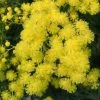 Mimosa - Acacia Dealbata -Promesse Fleurs Boutique Acacia dealbata 84794 1
