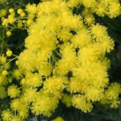 Mimosa - Acacia Dealbata