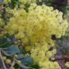 Mimosa - Acacia Pravissima -Promesse Fleurs Boutique Acacia pravissima 85239 1