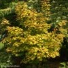Erable Hybride - Acer X Orientalia Minorient 1 Erable Hybride - Acer X Orientalia Minorient -Promesse Fleurs Boutique Acer X ORIENTALIA Minorient 83936 1