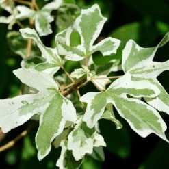 Erable Champêtre - Acer Campestre Carnival