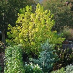 Érable à Feuille De Frêne Doré - Acer Negundo Kelly's Gold