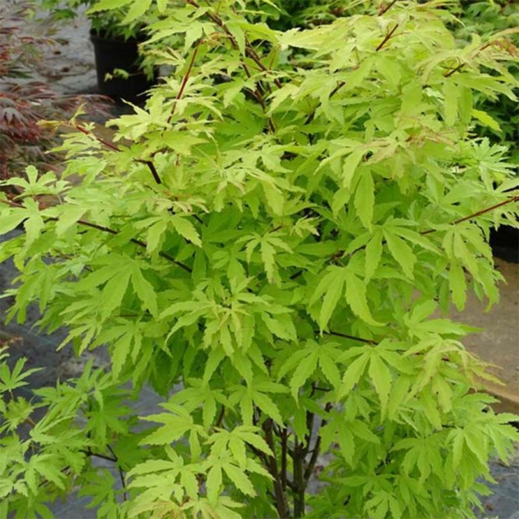 Érable Du Japon - Acer Palmatum Anne Irene 3 Érable Du Japon - Acer Palmatum Anne Irene