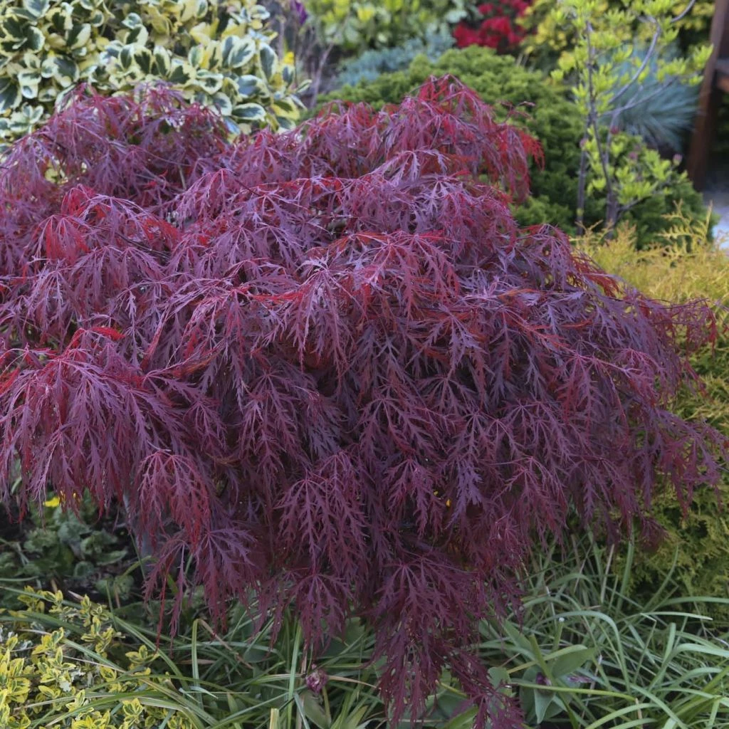 Érable Du Japon - Acer Palmatum Crimson Queen 3 Érable Du Japon - Acer Palmatum Crimson Queen