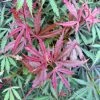 Érable Du Japon Jerre Schwartz - Acer Palmatum 1 Érable Du Japon Jerre Schwartz - Acer Palmatum -Promesse Fleurs Boutique Acer palmatum Jarre Schwartz 89581 1