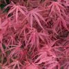 Erable Du Japon - Acer Palmatum Red Pygmy 1 Erable Du Japon - Acer Palmatum Red Pygmy -Promesse Fleurs Boutique Acer palmatum Red Pygmy 83922 1