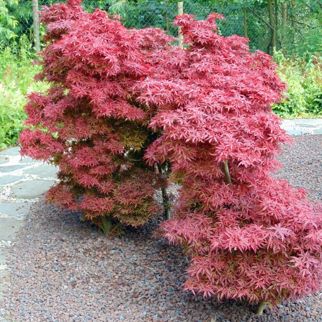 Erable Du Japon - Acer Palmatum Shaina 3 Erable Du Japon - Acer Palmatum Shaina