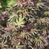 Érable Du Japon - Acer Palmatum Trompenburg -Promesse Fleurs Boutique Acer palmatum Trompenburg 83927 1