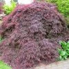 Acer Palmatum Dissectum Atropurpureum - Érable Du Japon