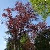 Acer Platanoides Royal Red - Érable Plane -Promesse Fleurs Boutique Acer pseudoplatanus Royal Red 87178 1
