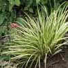Acorus Gramineus Variegata - Jonc Japonais Panaché -Promesse Fleurs Boutique Acorus gramineus Variegata 83306 1 2