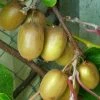 Kiwi Hayward (femelle) - Actinidia Deliciosa