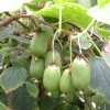 Kiwi Arguta Issai (autofertile) - Kiwaï - Actinidia Arguta 2 Kiwi Arguta Issai (autofertile) - Kiwaï - Actinidia Arguta -Promesse Fleurs Boutique Actinidia Issai 42856 1