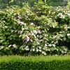 Actinidia Kolomikta Eve - Kiwi D'ornement Femelle -Promesse Fleurs Boutique Actinidia kolomikta Eve 88517 1