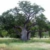 Adansonia Gregorii - Petit Baobab Australien -Promesse Fleurs Boutique Adansonia gregorii 89878 1