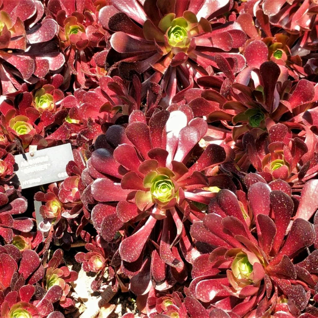Aeonium Arboreum Garnet - Aeonium En Arbre 3 Aeonium Arboreum Garnet - Aeonium En Arbre