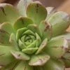 Aeonium Occidentale -Promesse Fleurs Boutique Aeonium occidentale V 18020 1