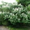 Aesculus Parviflora - Pavier Blanc -Promesse Fleurs Boutique Aesculus parviflora ld wlcutler 781554 1