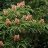Aesculus Pavia Koehnei - Marronnier D'ornement -Promesse Fleurs Boutique Aesculus pavia Koehnei 83939 1