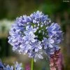 Agapanthe Full Moon 1 Agapanthe Full Moon -Promesse Fleurs Boutique Agapanthe Full Moon Agapanthus praecox subsp orientalis IF 18024 1