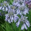 Agapanthe Celebration - Agapanthus -Promesse Fleurs Boutique Agapanthus Celebration 15046 1
