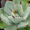 Agave Kikijokan -Promesse Fleurs Boutique Agave Kikijokan Pot de 13 cm 83229 1