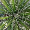 Agave Filifera -Promesse Fleurs Boutique Agave filifera copyright 832202 1