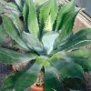 Agave Parryi Neomexicana -Promesse Fleurs Boutique Agave parryi neomexicana 83226 1