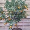 Calamondin - Citrus Madurensis (mitis) -Promesse Fleurs Boutique Agrume Calamondin 79065 1