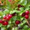 Airelle Rouge Red Pearl - Vaccinium Vitis-idaea 1 Airelle Rouge Red Pearl - Vaccinium Vitis-idaea -Promesse Fleurs Boutique Airelle rouge Red Pearl Vaccinium vitis idaea copyright 1010511 1