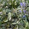 Ajuga Noble Nightingale - Bugle Rampante -Promesse Fleurs Boutique Ajuga Noble Nighlingale IF 17604 1